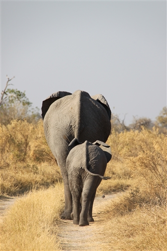 Elephant cow and calf, seen on game drive, Botswana
