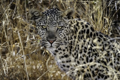 Leopard (Panthera pardus), Central Kalahari, Botswana