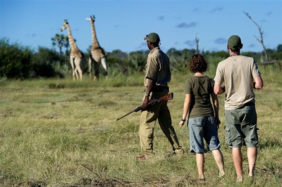 Jao Camp game walk and giraffe sighting
