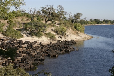 Buffalo herd on the Chobe River, Botswana