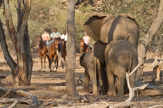 Elephant family, Tuli Block, as seen from horseback safari