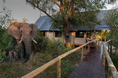 Chitabe Lediba, elephant in front of guest tent