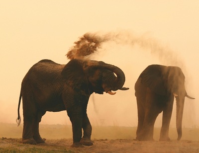 Elephant sighting, Chobe National Park