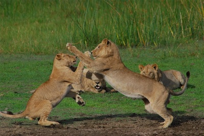Young lions (Panthera leo) at play, Moremi Game Reserve, Botswana