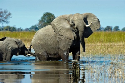 Vumbura Plains Camp elephant in the Delta