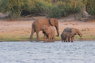 Chobe Safari Lodge elephants in the River