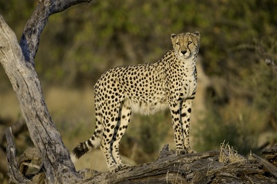 Zarafa Camp cheetah 