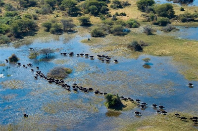 Vumbura Plains Camp aerial view of elephant herd
