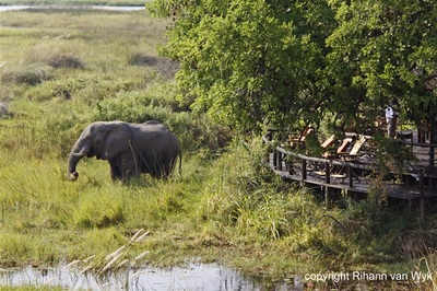 Elephant visitor at Delta Camp Botswana