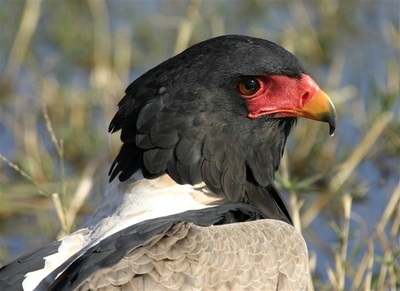 Bateleur Eagle (Terathopius ecaudatus) Moremi Game Reserve Botswana