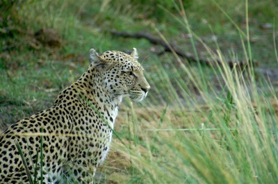 Leopard (Panthera pardus) Moremi Game Reserve Botswana