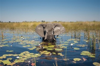 Eagle Island Lodge elephant swimming in the Delta