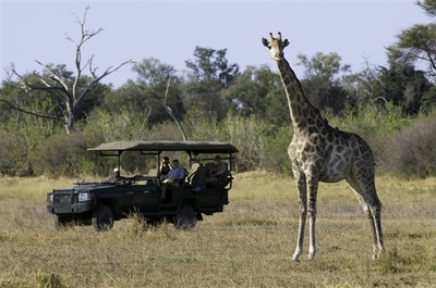 Zarafa Camp game drive and giraffe sighting