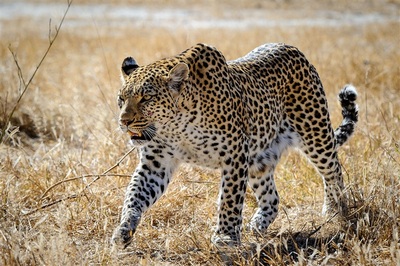 Mombo, leopard sighting