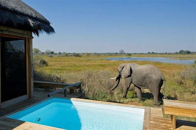 Vumbura Plains Camp elephant next to plunge pool