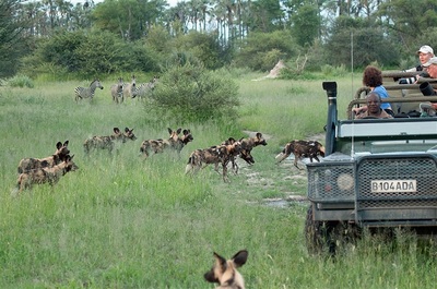 Chitabe Camp game drive and wild dog sighting