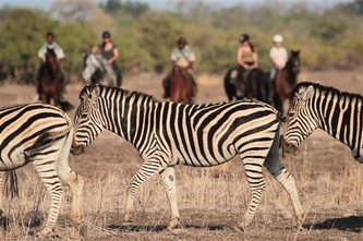 Plains Zebra in the Tuli Block, see on a Riding Safari