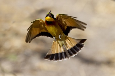 Little bee-eater in flight, Botswana