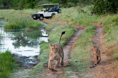 Lioness (Panthera leo) and cub, Savute, Botswana