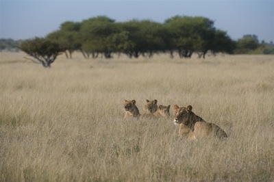Lion family (Panthera leo), Central Kalahari, Botswana
