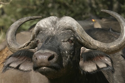 Cape Buffalo in the Moremi Game Reserve