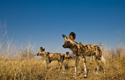 African wild dog (Lycaon pictus), Kalahari area Botswana