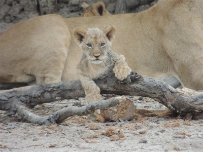 Ghoha Hills Savuti Lodge lioness and cub