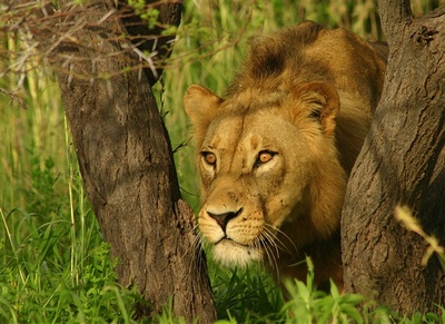 Lion on the hunt, Botswana