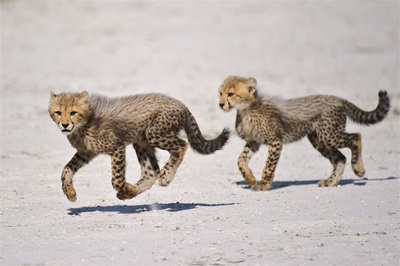 Chitabe Lediba cheetah cubs