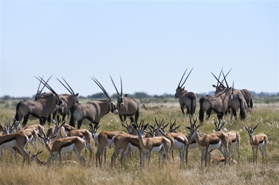 Oryx (Oryx gazella) and Springbok (Antidorcas marsupialis), Central Kalahari, Botswana