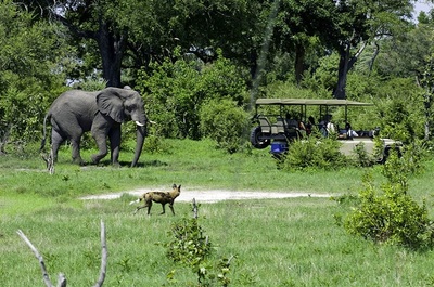 Little Vumbura game drive with elephant and wild dog sightings