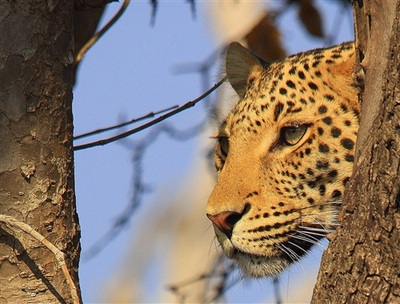 Leopard (Panthera pardus), Chobe Game Reserve, Botswana