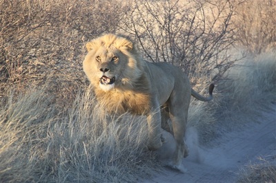 Lion charge, Botswana Safari