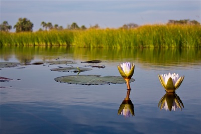 Waterlilies, Okavango Delta