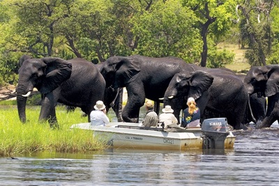 Garden Lodge viewing elephant herd in the Chobe River