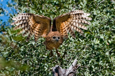 Xigera Camp Pel's fishing owl in flight