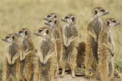Jack's Camp meerkat family