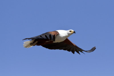 African Fish Eagle in flight over Chobe River