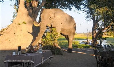 Elephant visitor at Macatoo Camp