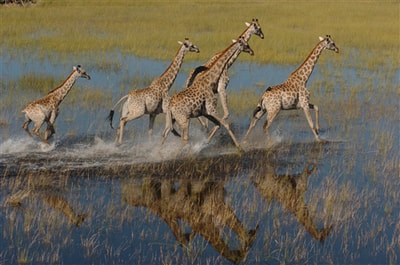 Giraffe in the Okavango Delta, as experienced on a Riding Safari