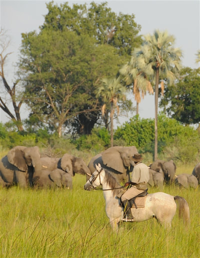 Riding with the elephants, Okavango Delta