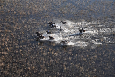 African Horseback Safari riders in shallow Okavango waters