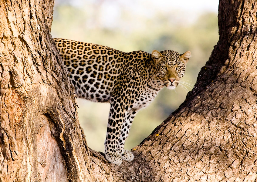 Leopard in tree, Venture To Botswana
