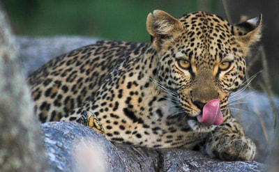 Young leopard, Okavango Delta