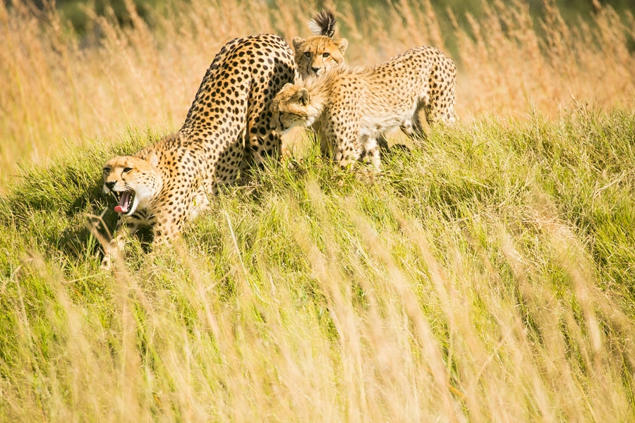 Bushman Plains Camp cheetah and cub