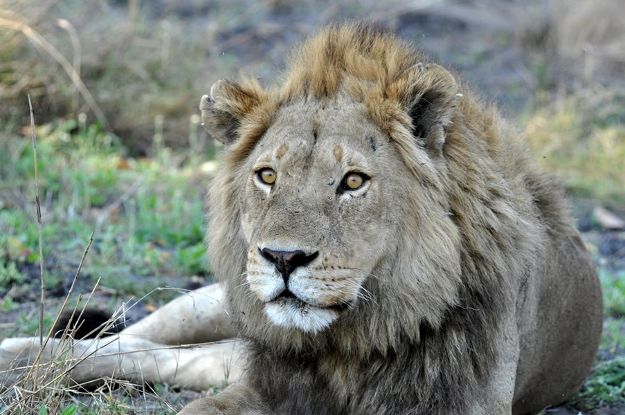 Bushman Plains Camp lion