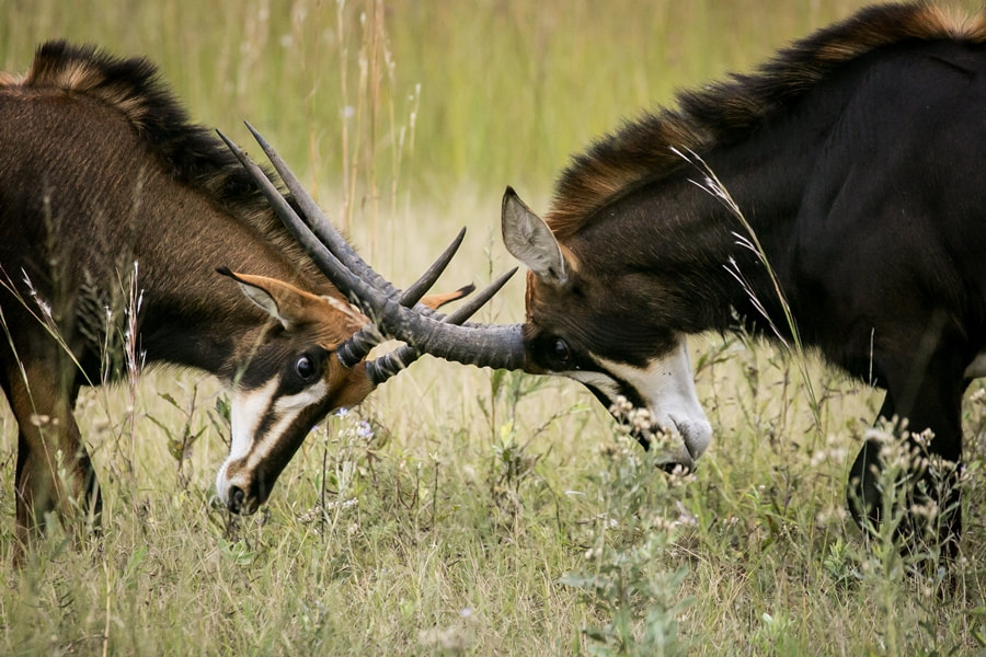 Bushman Plains Camp sable antelope bulls fighting