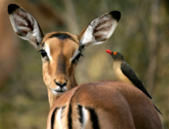 Impala and oxpecker, Moremi, Botswana
