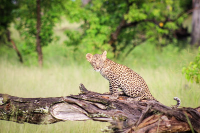 Young leopard on tree branch, Moremi Game Reserve, Botswana
