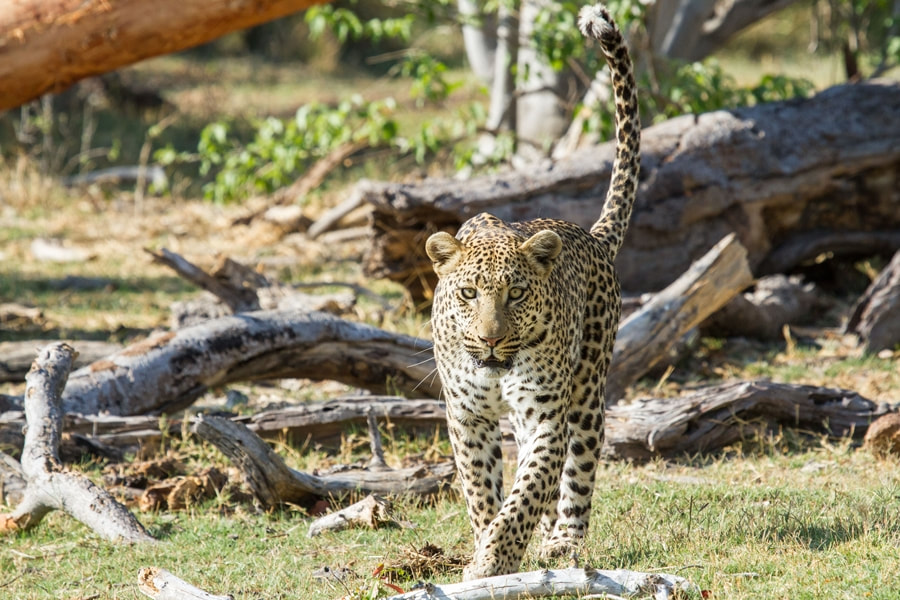 Leopard, Moremi Game Reserve